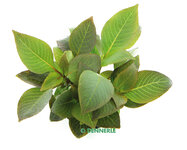 Hygrophila corymbosa 'Compact'