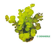 Lysimachia nummularia aurea