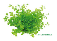 Micranthemum umbrosum