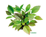 Hygrophila corymbosa