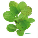 Echinodorus Junglestar no. 9 'Spotted Harbich'