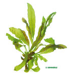 Echinodorus Junglestar no. 3 'Python'