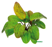 Echinodorus 'Ocelot'