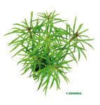 Pogostemon stellatus sp.