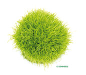 Utricularia graminifolia In-Vitro