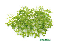 Riccia fluitans In-Vitro