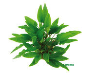 Cryptocoryne wendtii 'Green'