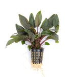 Cryptocoryne wendtii 'Brown'