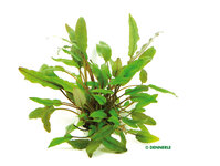 Cryptocoryne beckettii
