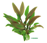 Cryptocoryne lutea