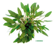 Cryptocoryne wendtii 'Compact'