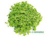 Hemianthus callitrichoides 'Cuba'