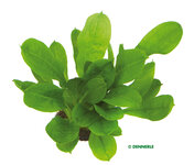 Echinodorus grisebachii 'Tropica'