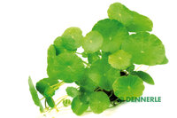 Hydrocotyle verticillata