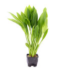 Echinodorus grisebachii 'Bleherae'  XL