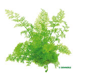 Ceratopteris thalictroides