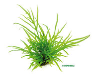 Microsorum pteropus 'Trident'