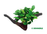 Anubias bart. var. nana on wood,