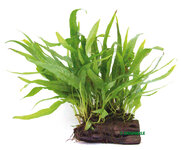 Microsorum pteropus on wood,