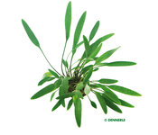 Cryptocoryne lucens
