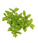 Hygrophila polysperma