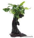 Anubias bart. var. nana on Mbuna small,