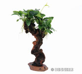 Anubias bart. var. nana on Mbuna medium,