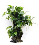 Anubias bart. var. nana on Mbuna large,