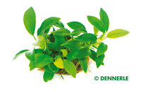 Anubias nana 'Bonsai'