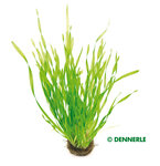 Vallisneria spiralis Tortifolia