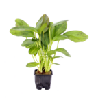 Echinodorus Ocelot, XL