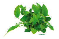 Anubias barteri var. nana, multiple shoots