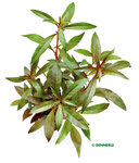 Ludwigia glandulosa