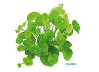 Hydrocotyle leucocephala