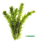 Egeria densa Special