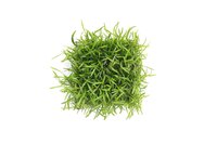 Lilaeopsis brasiliensis, 9 x 9 cm