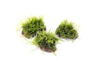 Nano Stone mit Javamoos