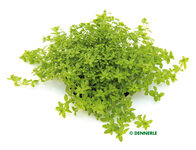 Hemianthus glomeratus