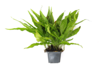 Microsorum pteropus  XXL