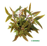 Alternanthera reineckii 'Mini'