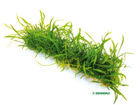 Lilaeopsis brasiliensis, Stretch-pad, 3 x 18 cm