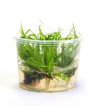 Juncus repens In-Vitro