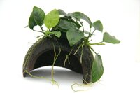 Anubias bart. var. nana on Coco Cave,