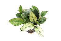 Anubias nana 'Pinto'