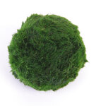 Superballs - Aegagropila linnaei, 3 pcs