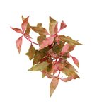 Alternanthera reineckii 'Red Ruby'