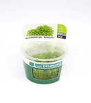 Micranthemum tweedie In-Vitro