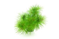 Pogostemon deccanensis In-Vitro