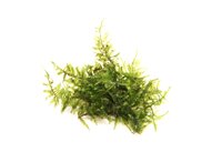 Vesicularia montagnei In-Vitro