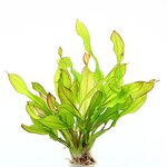 Echinodorus 'Green Chameleon'